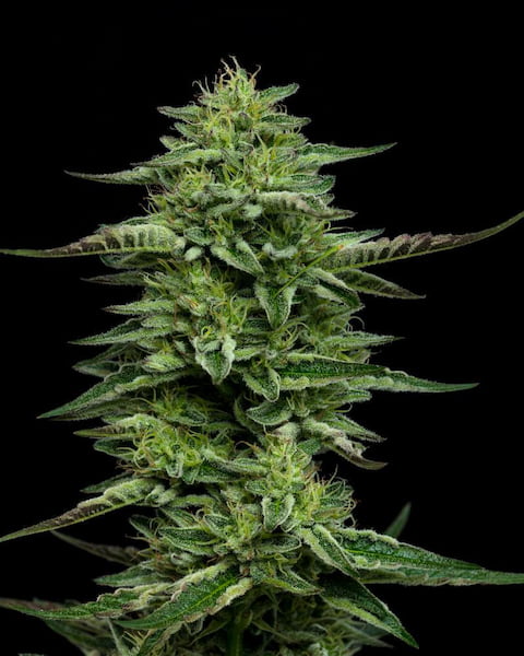 The Bling > Humboldt Seed Company | Feminized Cannabis   |  Indica